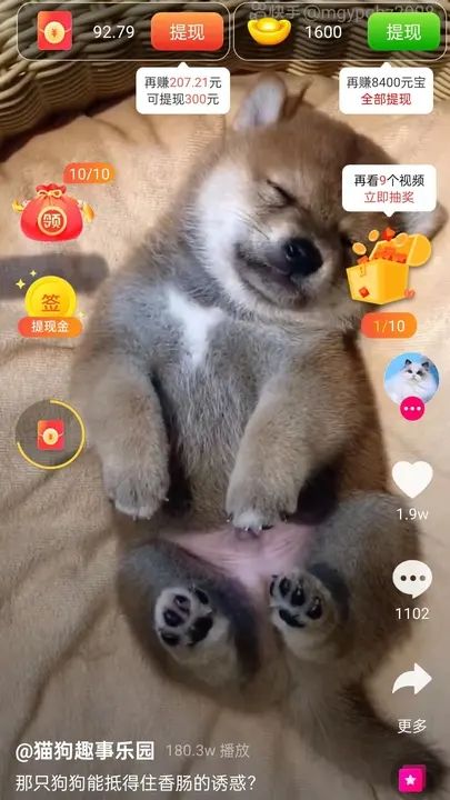 斑点狗app